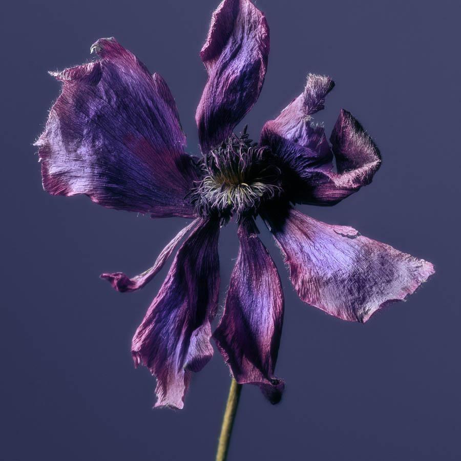 Anemone - Image 3