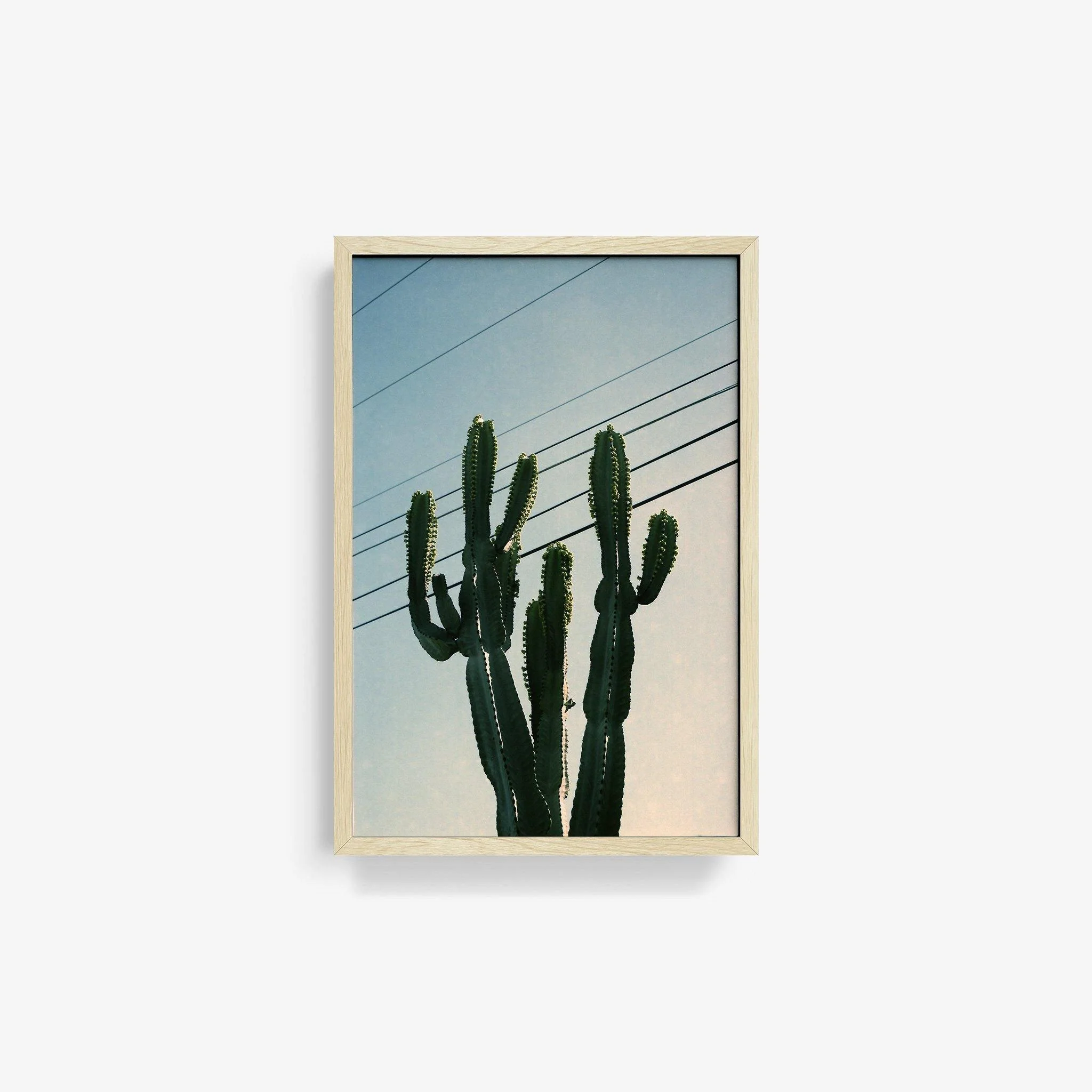 Baja Cactus - Image 15