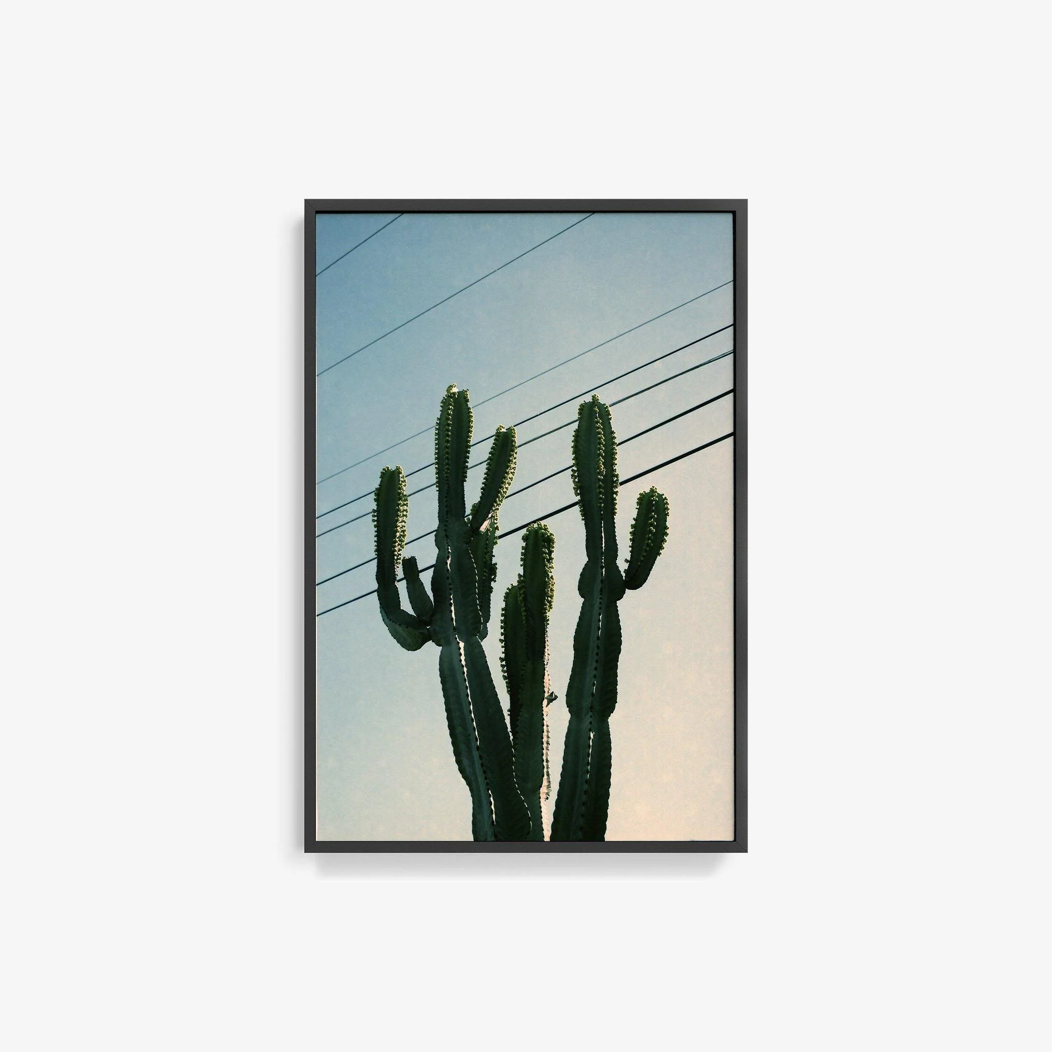 Baja Cactus - Image 17