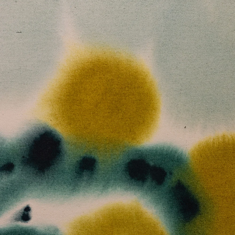 Brassica - Image 4