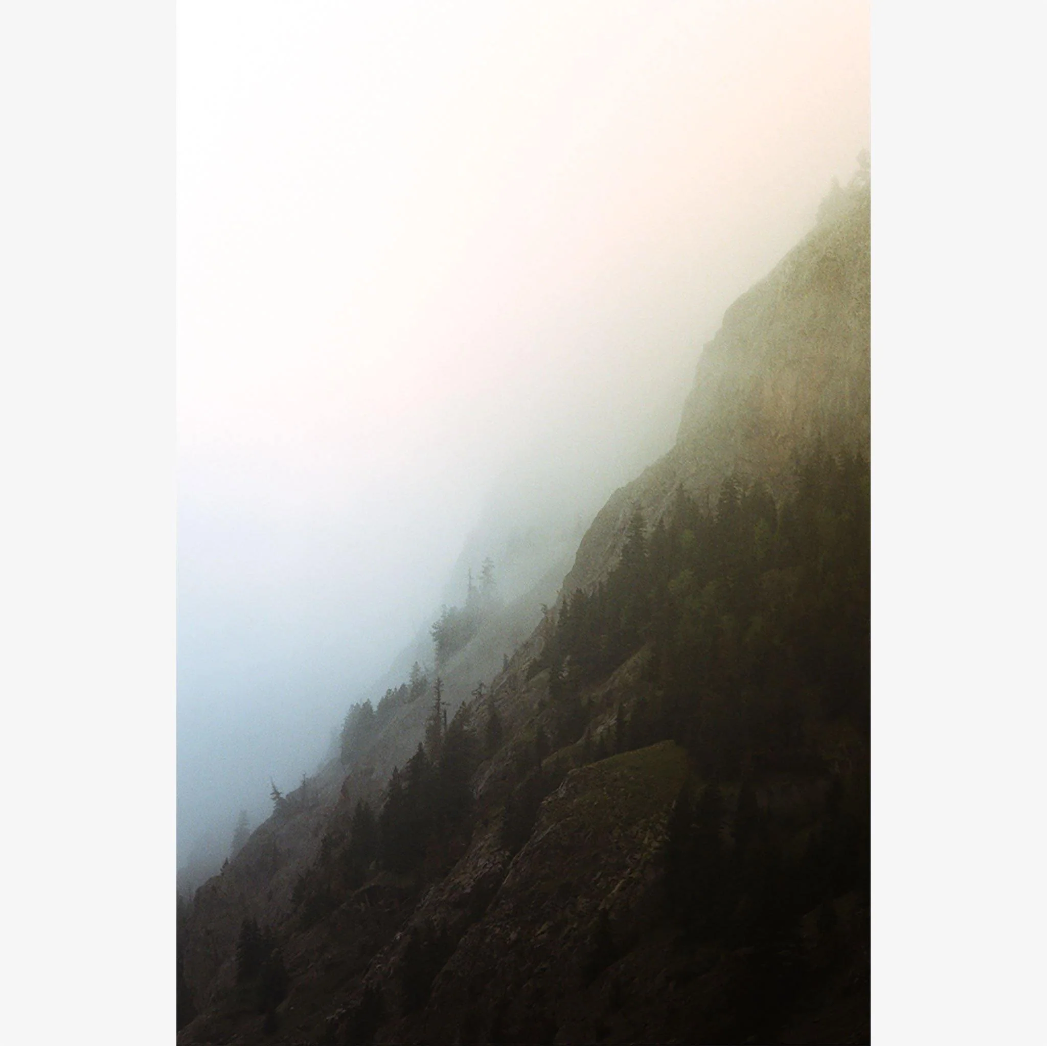Forest 2 - Image 6