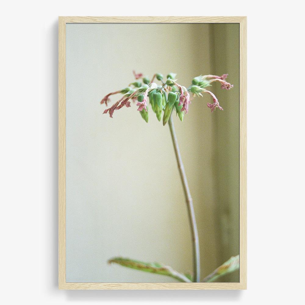 Cécile's Plant - Image 12