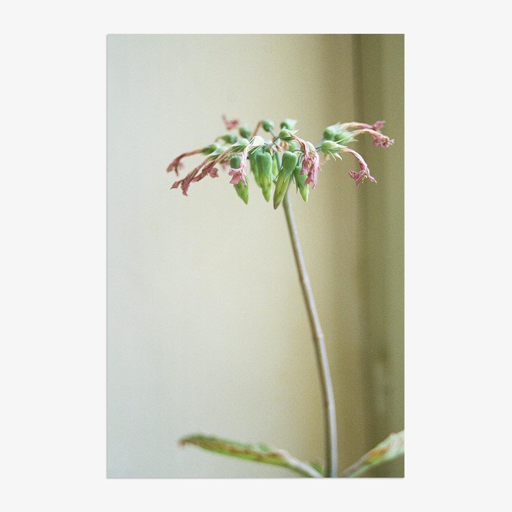 Cécile's Plant - Image 3