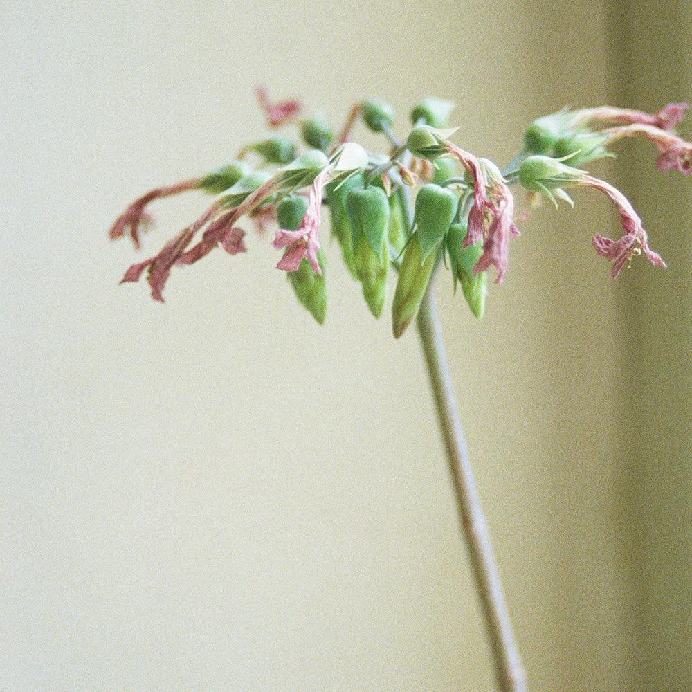 Cécile's Plant - Image 4