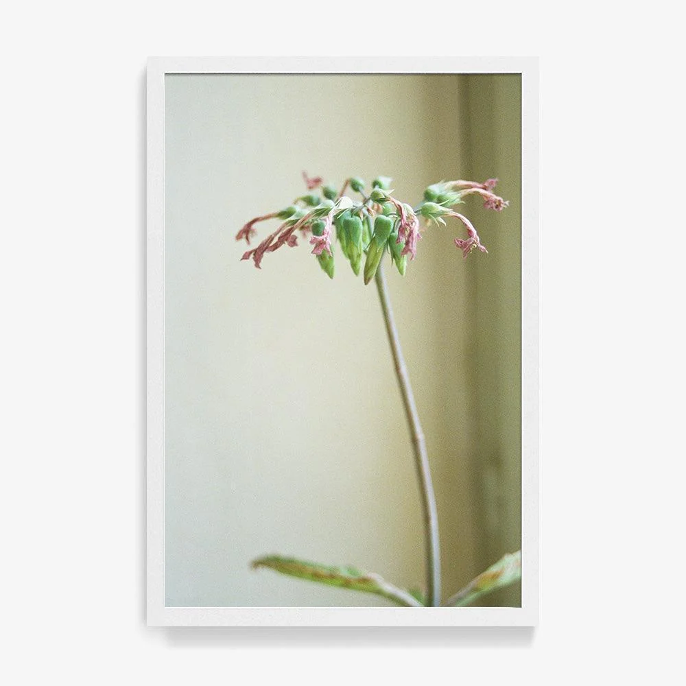 Cécile's Plant - Image 6