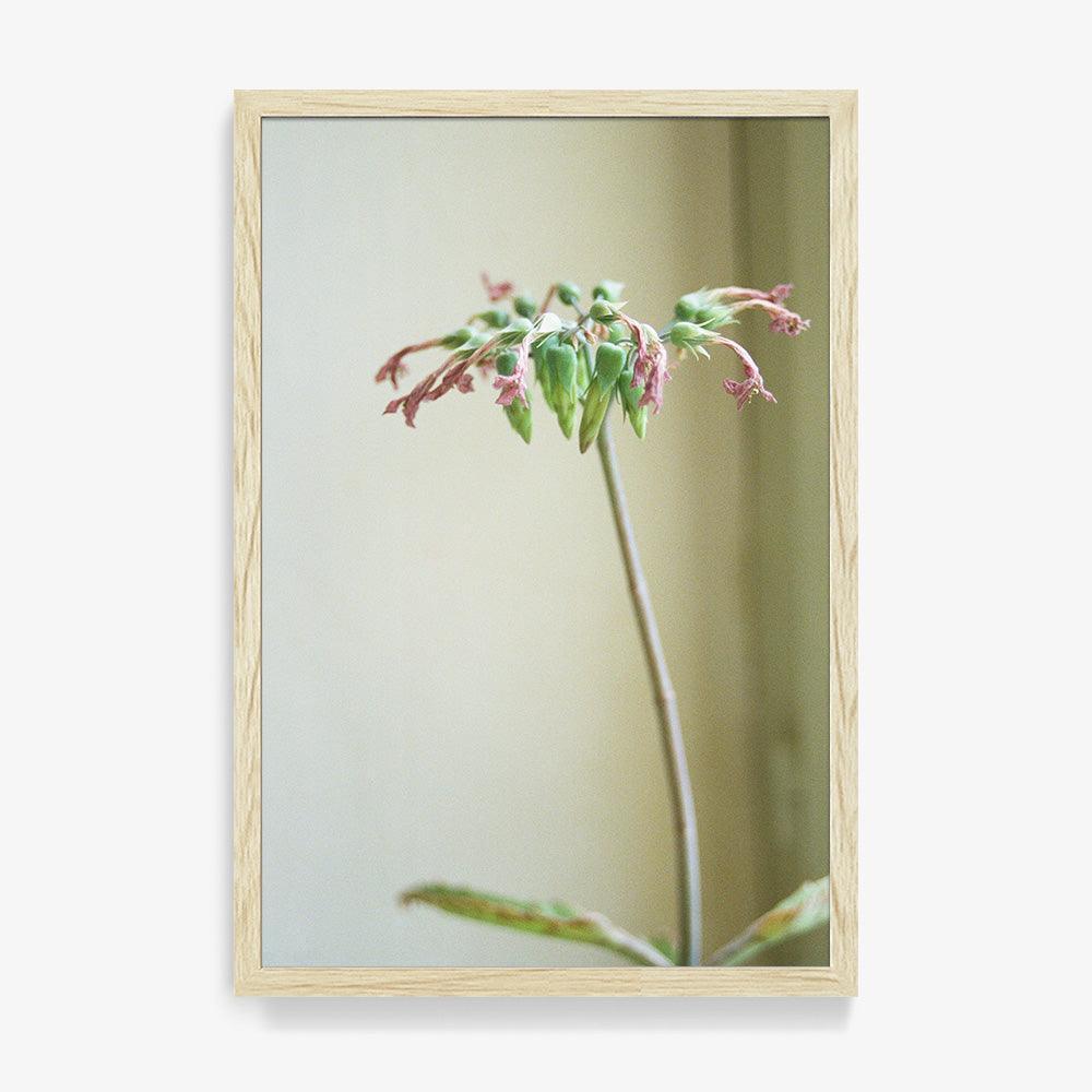 Cécile's Plant - Image 9