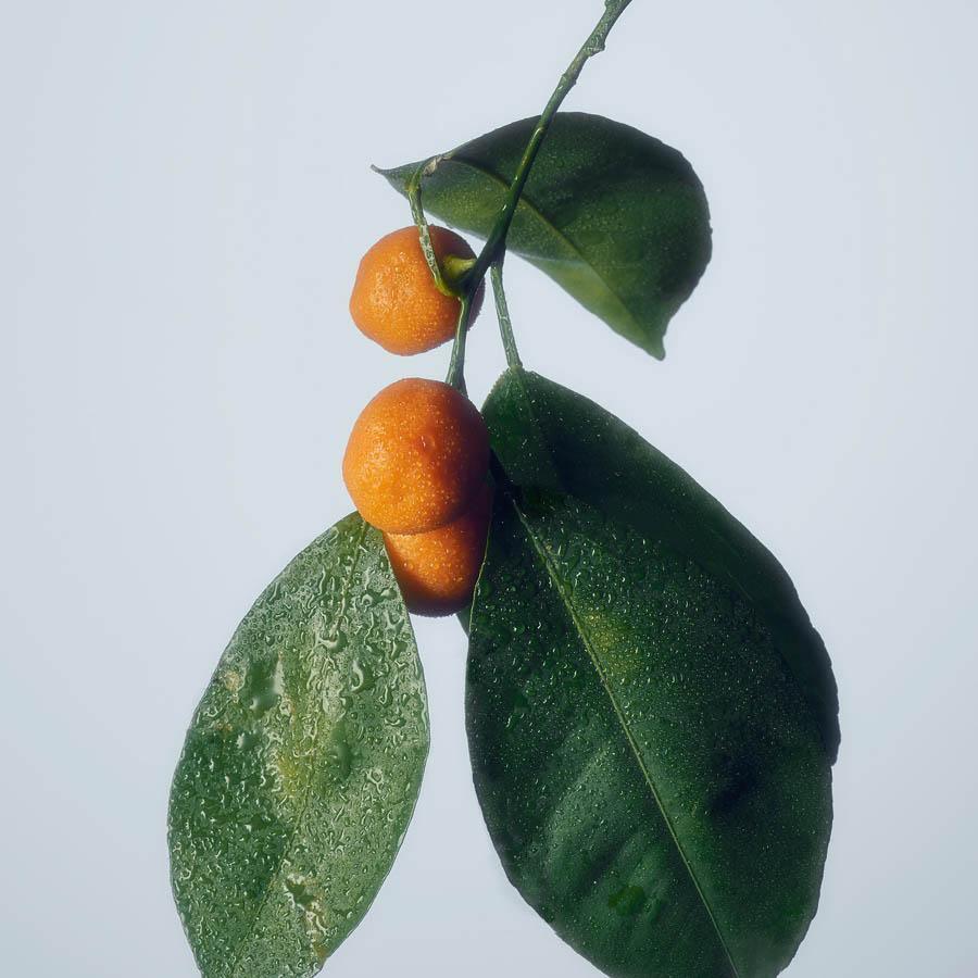 Citrus 1 - Image 3