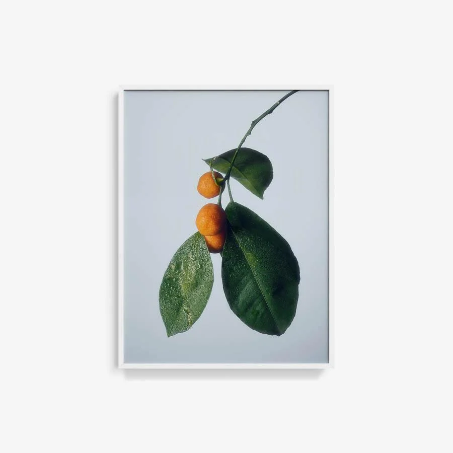Citrus 1 - Image 4