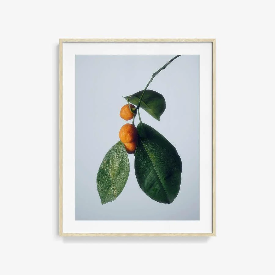 Citrus 1 - Image 5