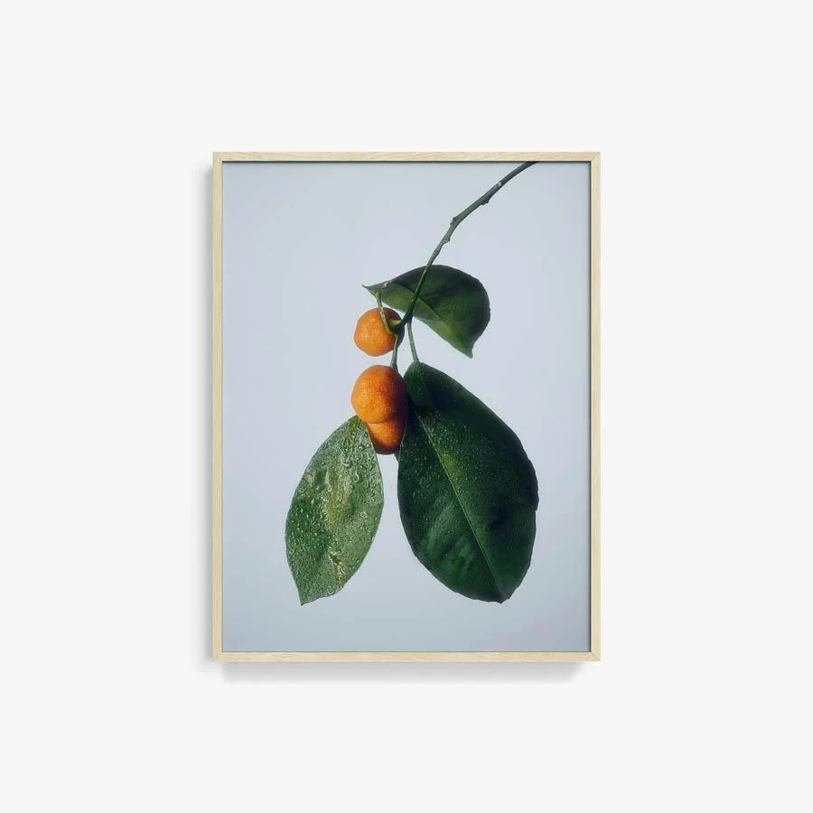 Citrus 1 - Image 6