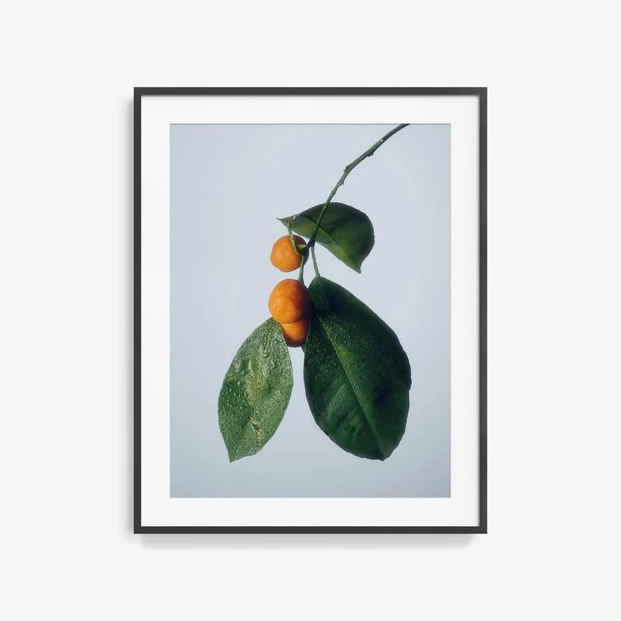 Citrus 1 - Image 7