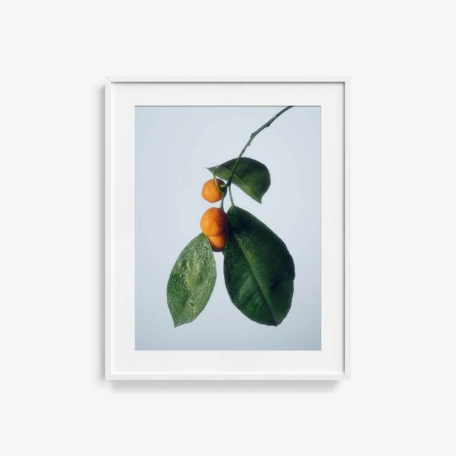 Citrus 1 - Image 9