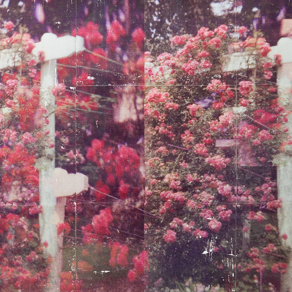 Climbing Roses.01 - Image 3