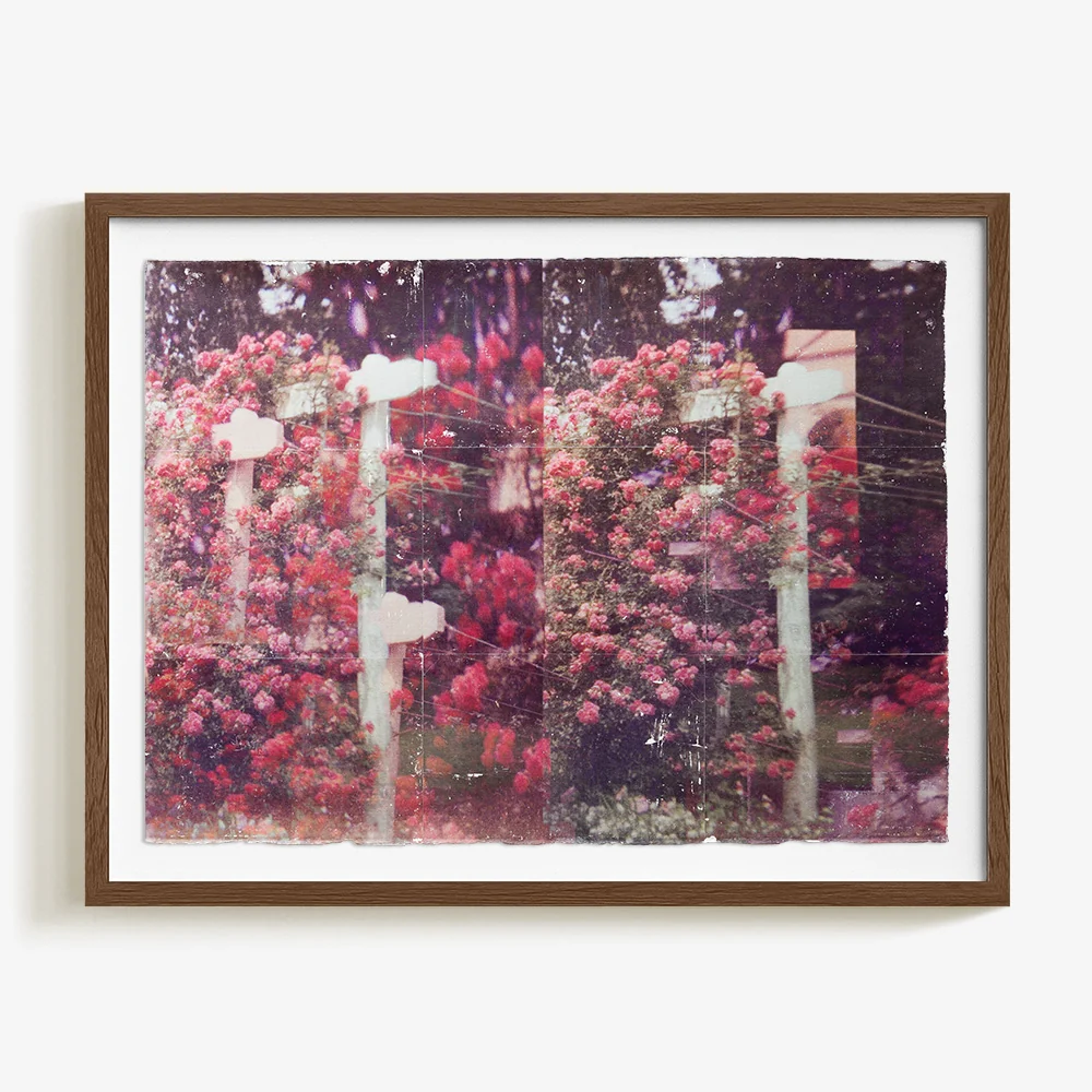 Climbing Roses.01 - Image 4