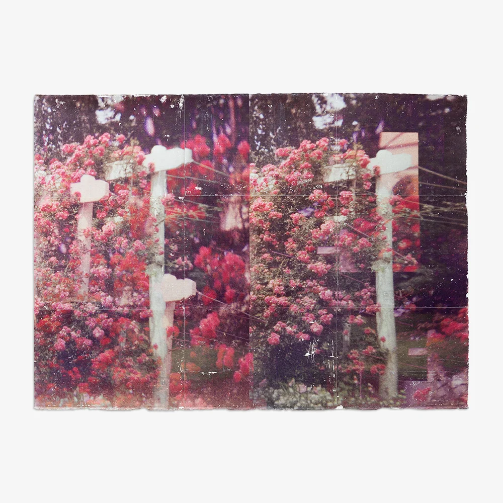 Climbing Roses.01 - Image 6