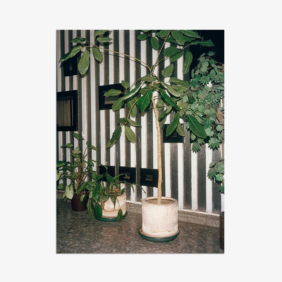 Condesa - Image 3