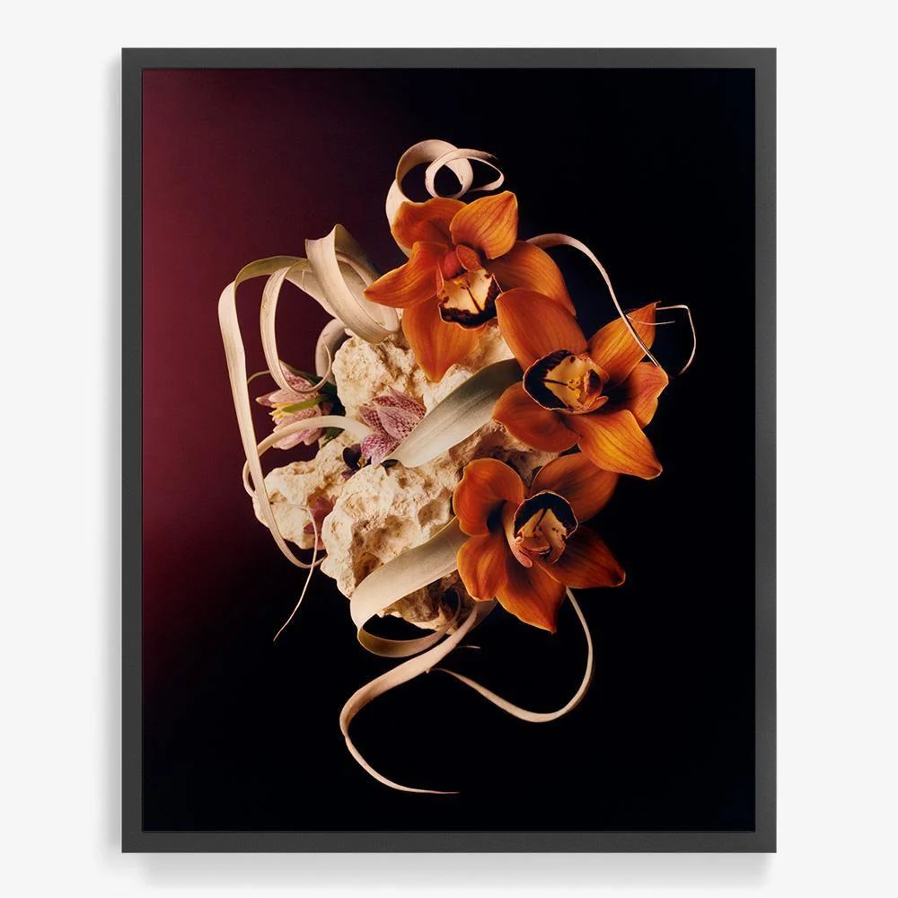 Coral 2 - Image 15