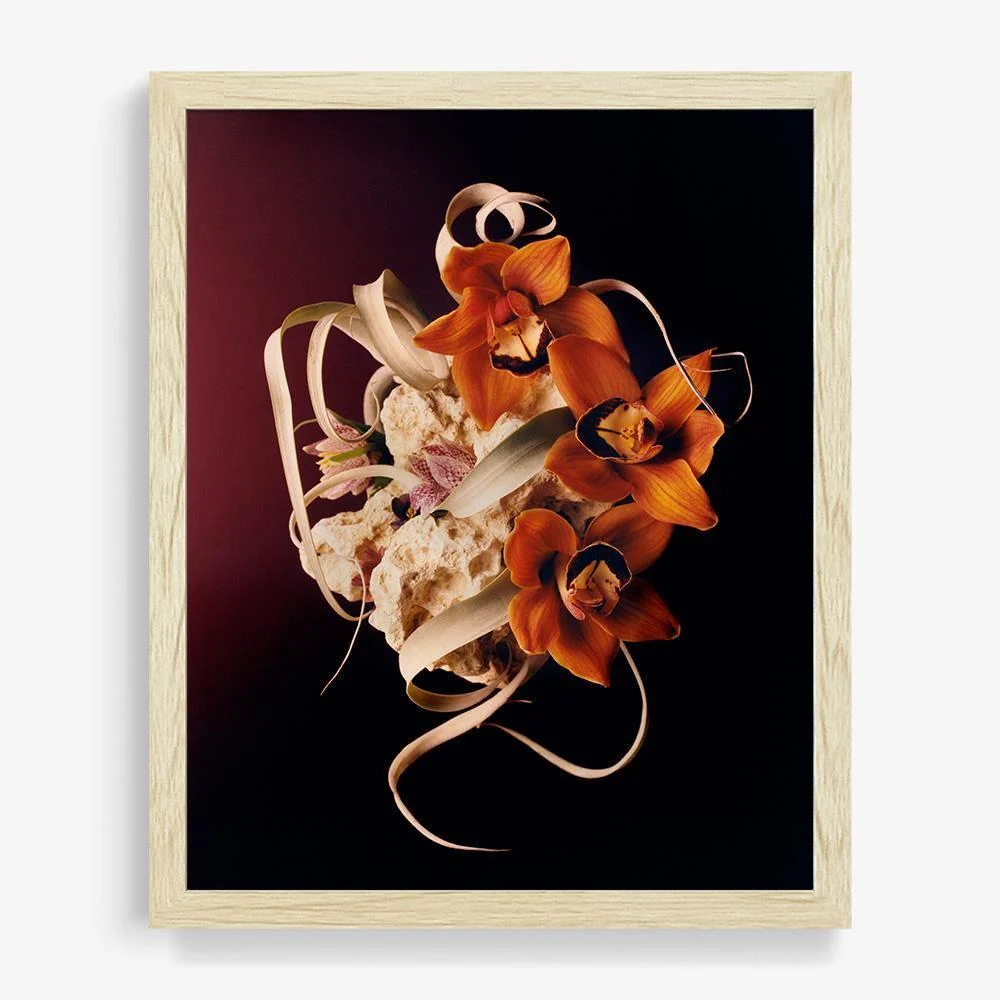 Coral 2 - Image 20