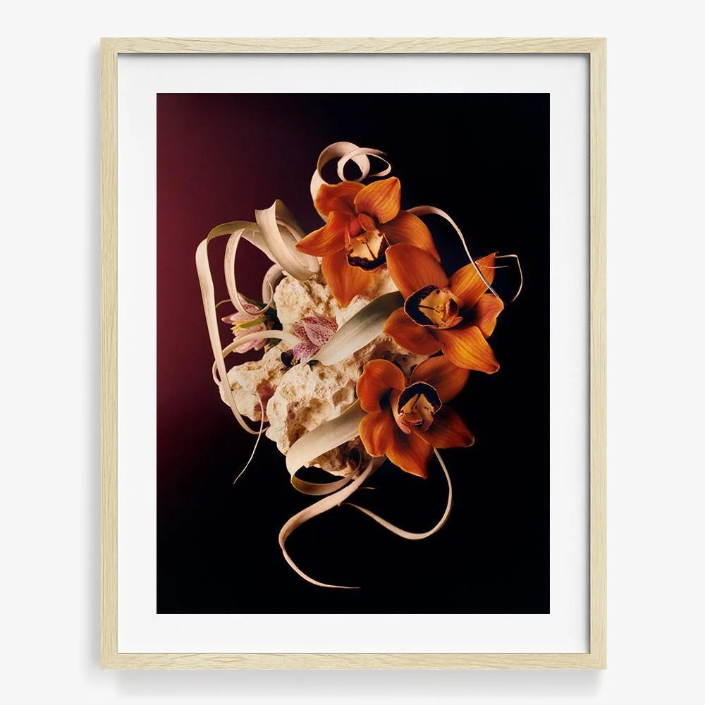 Coral 2 - Image 5