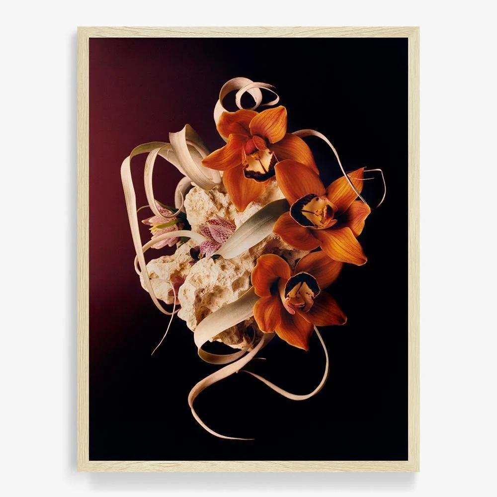 Coral 2 - Image 6