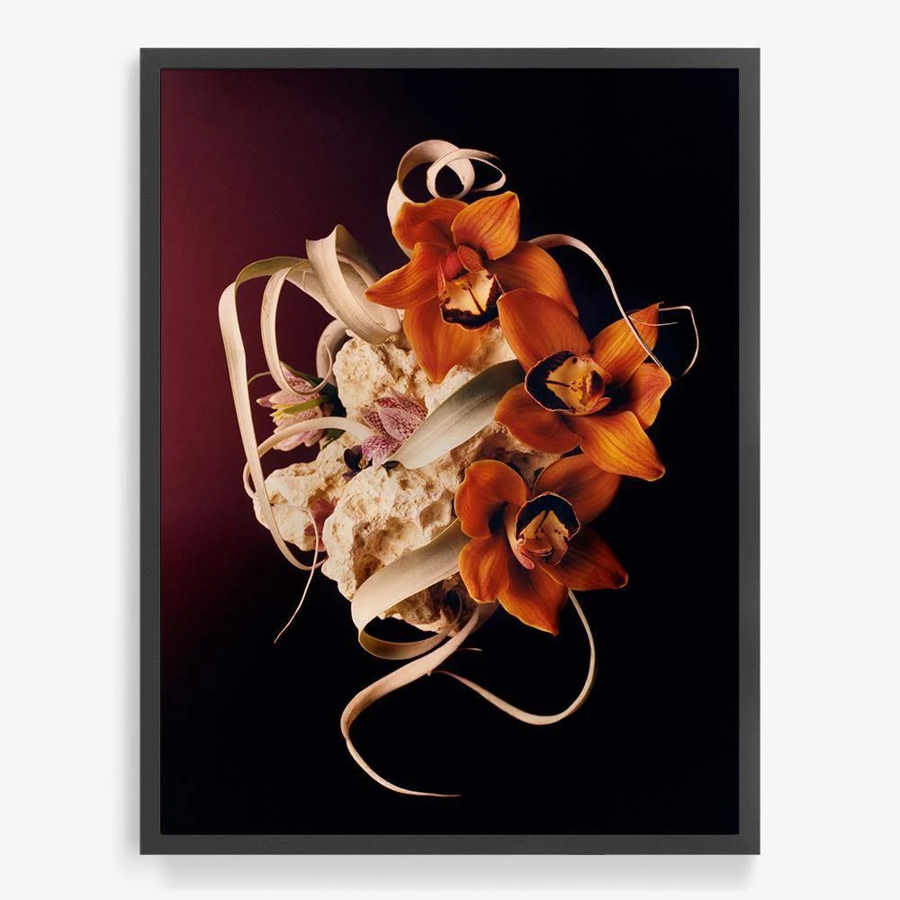 Coral 2 - Image 8