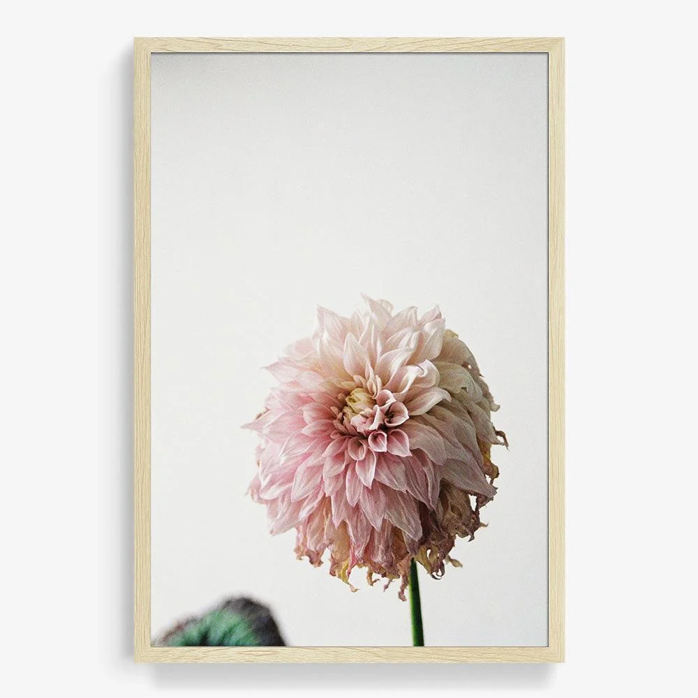Dahlia - Image 11