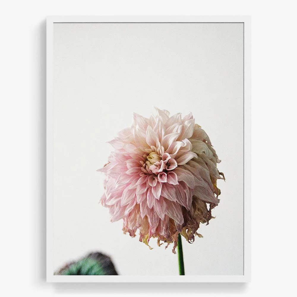 Dahlia - Image 14