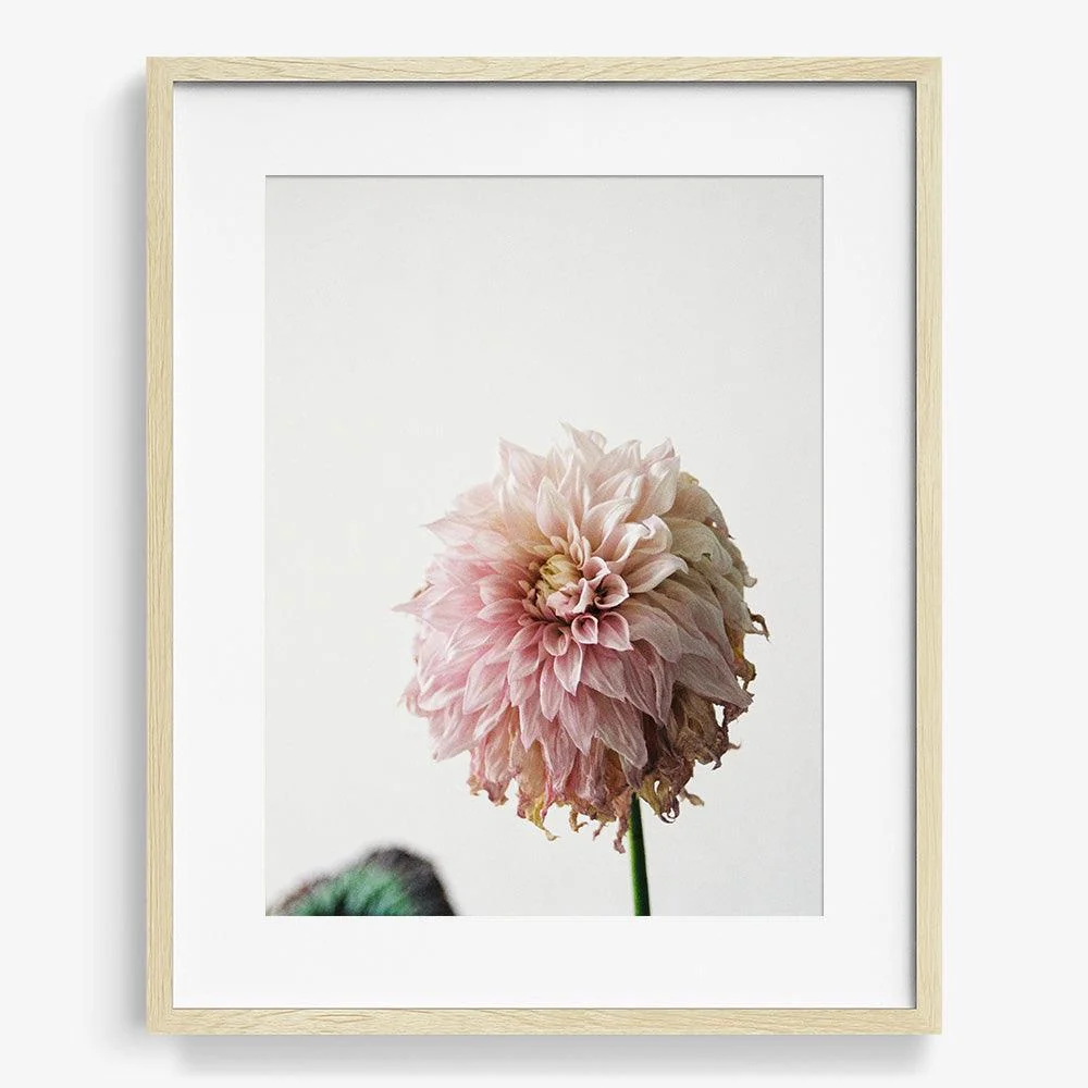 Dahlia - Image 15