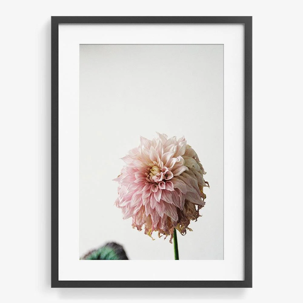 Dahlia - Image 7
