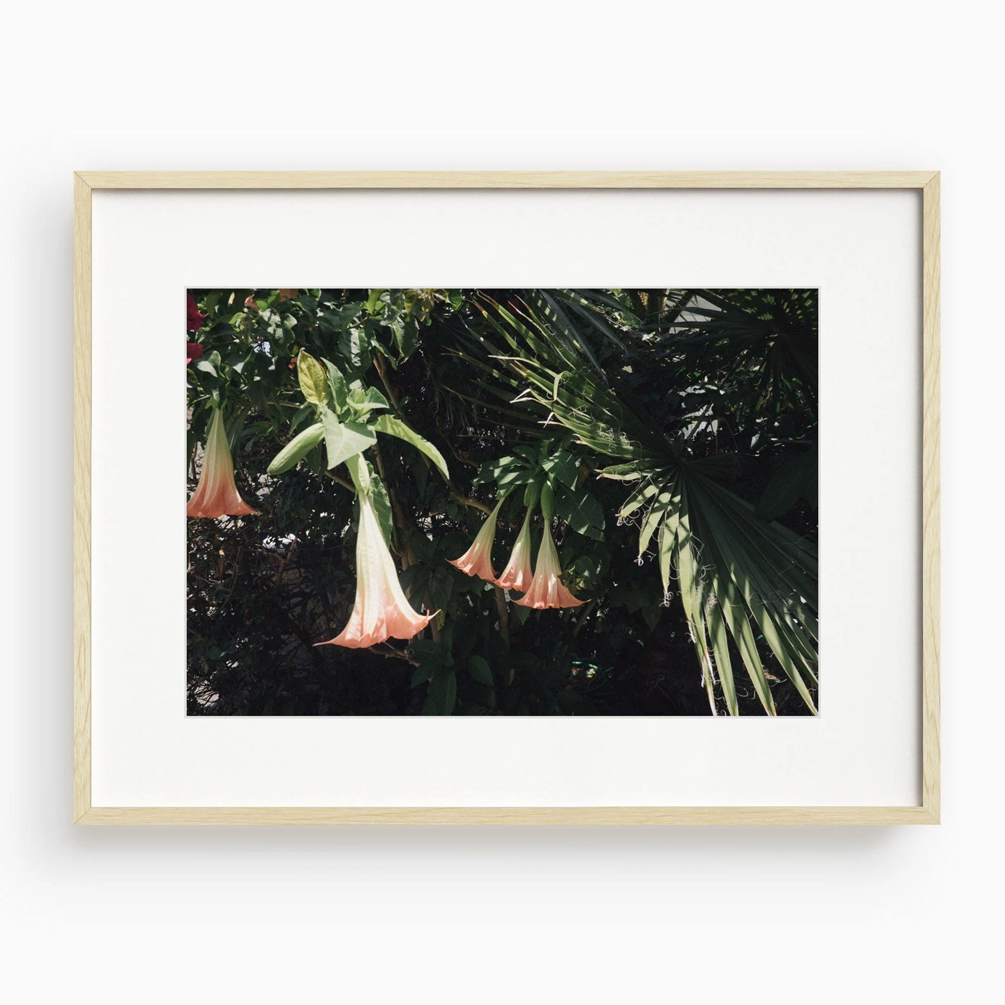 Datura Flowers - Image 10