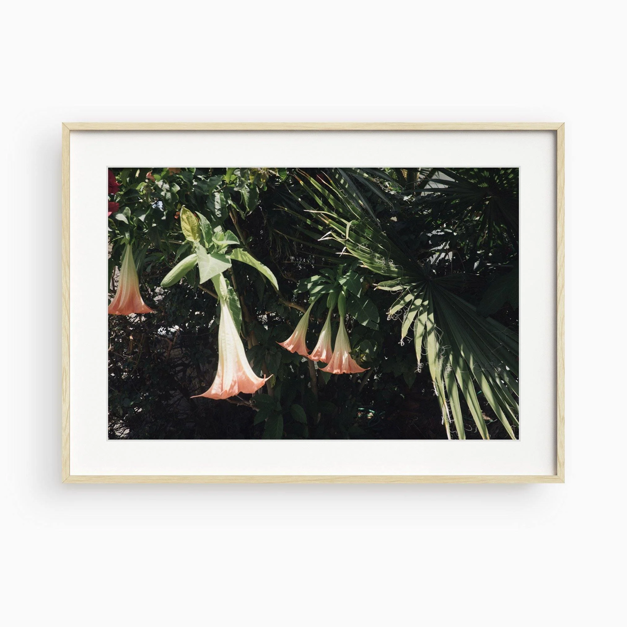 Datura Flowers - Image 11