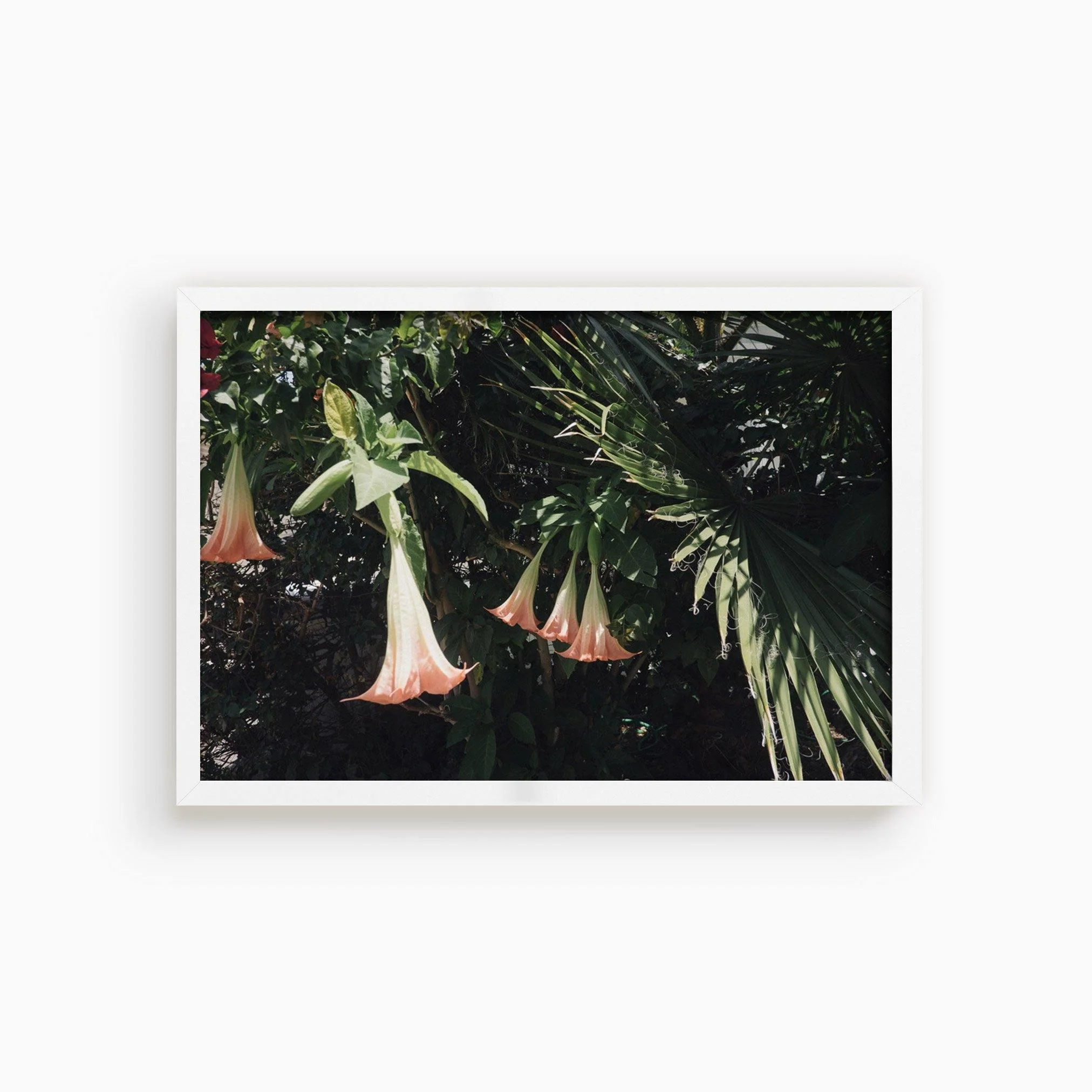 Datura Flowers - Image 13