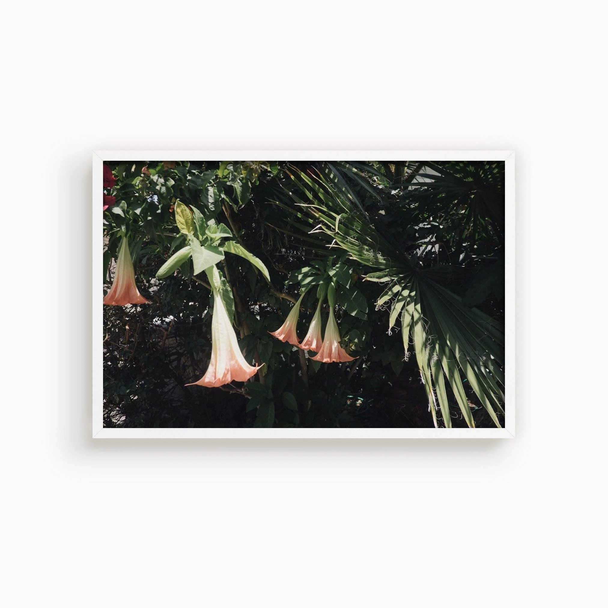 Datura Flowers - Image 14