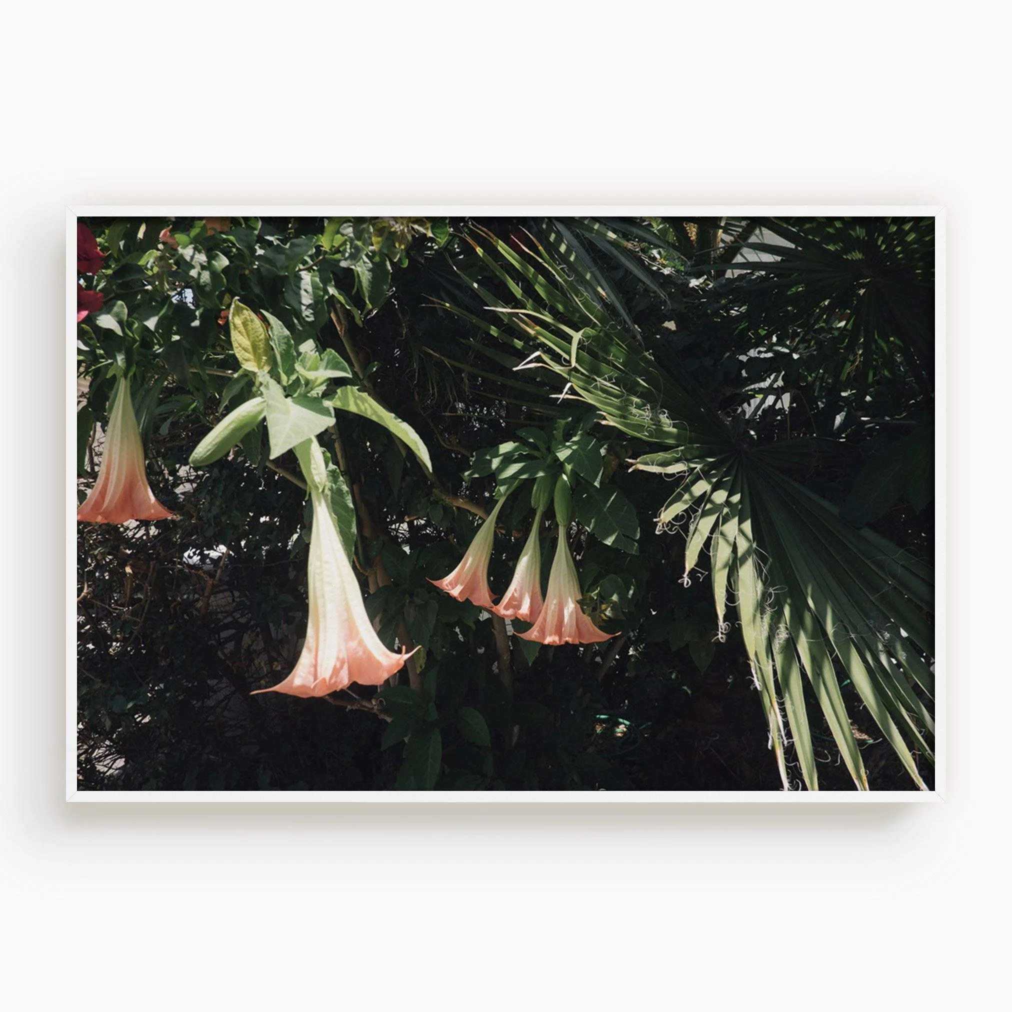 Datura Flowers - Image 15