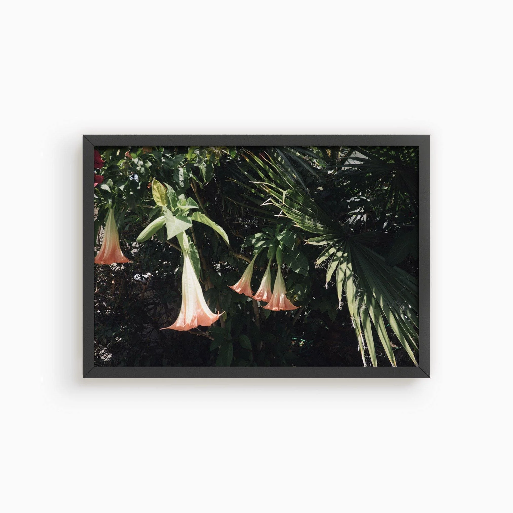 Datura Flowers - Image 16