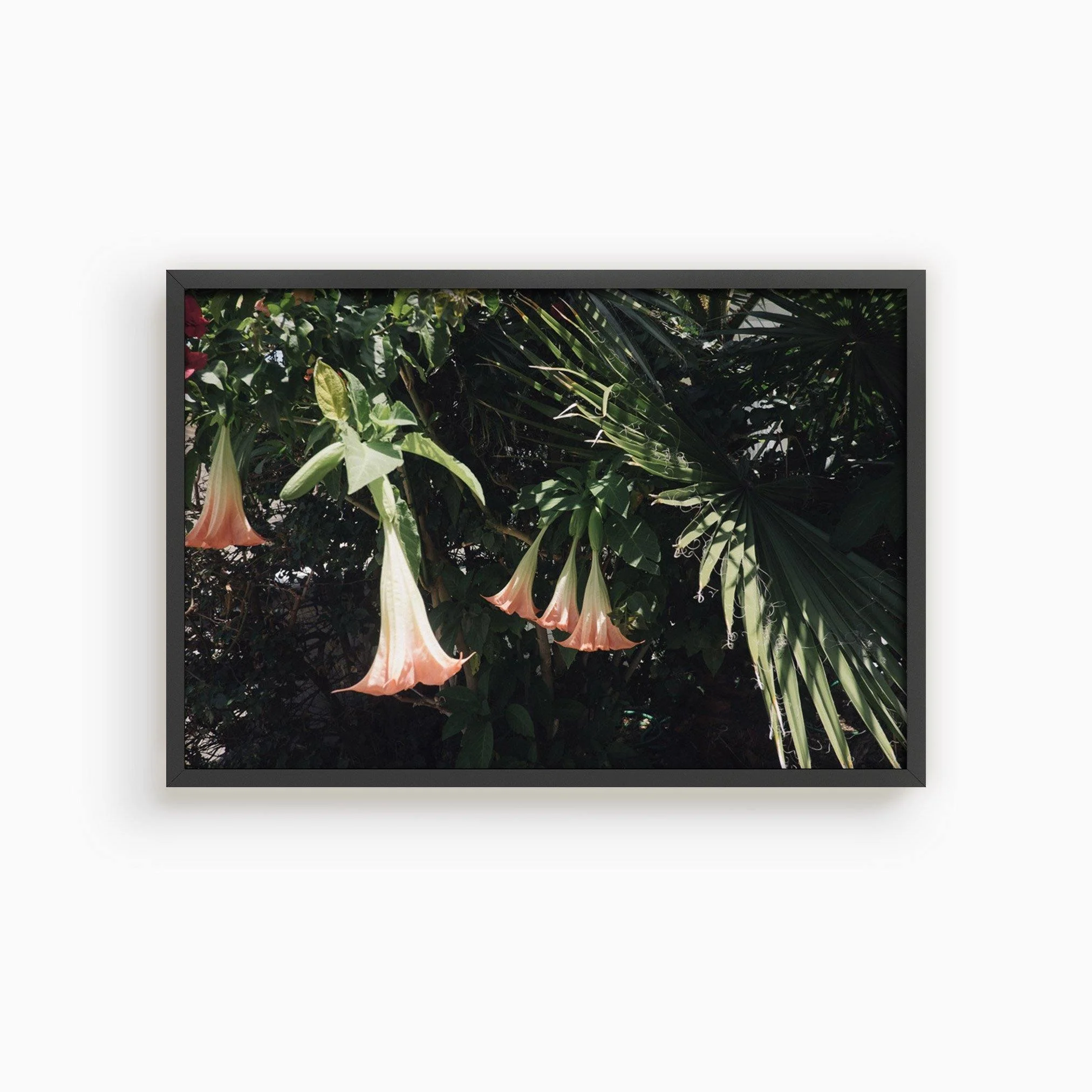 Datura Flowers - Image 17