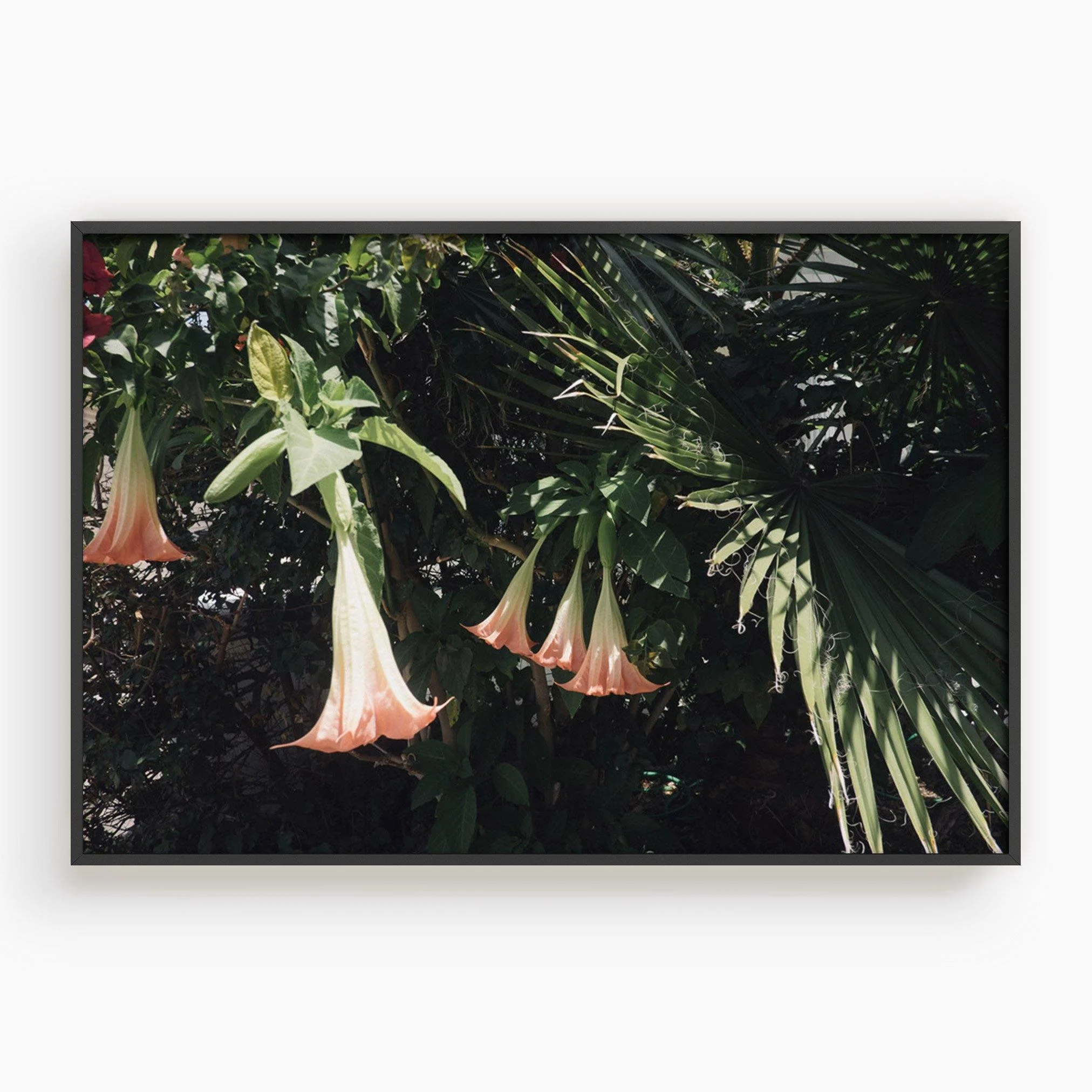 Datura Flowers - Image 18