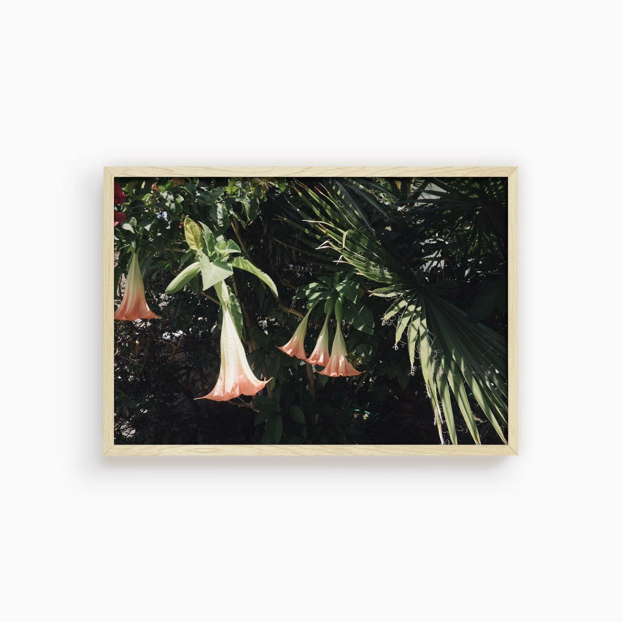 Datura Flowers - Image 19