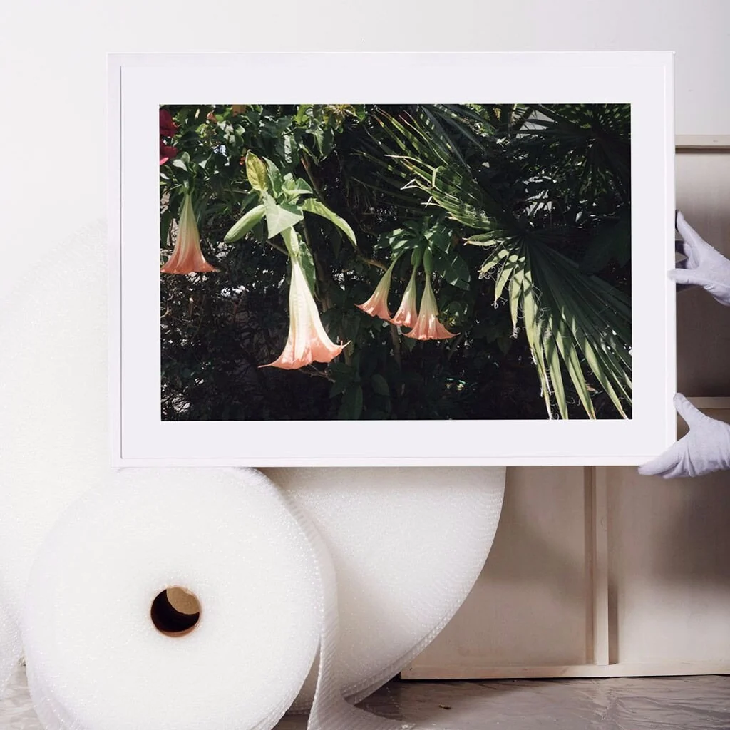 Datura Flowers - Image 2