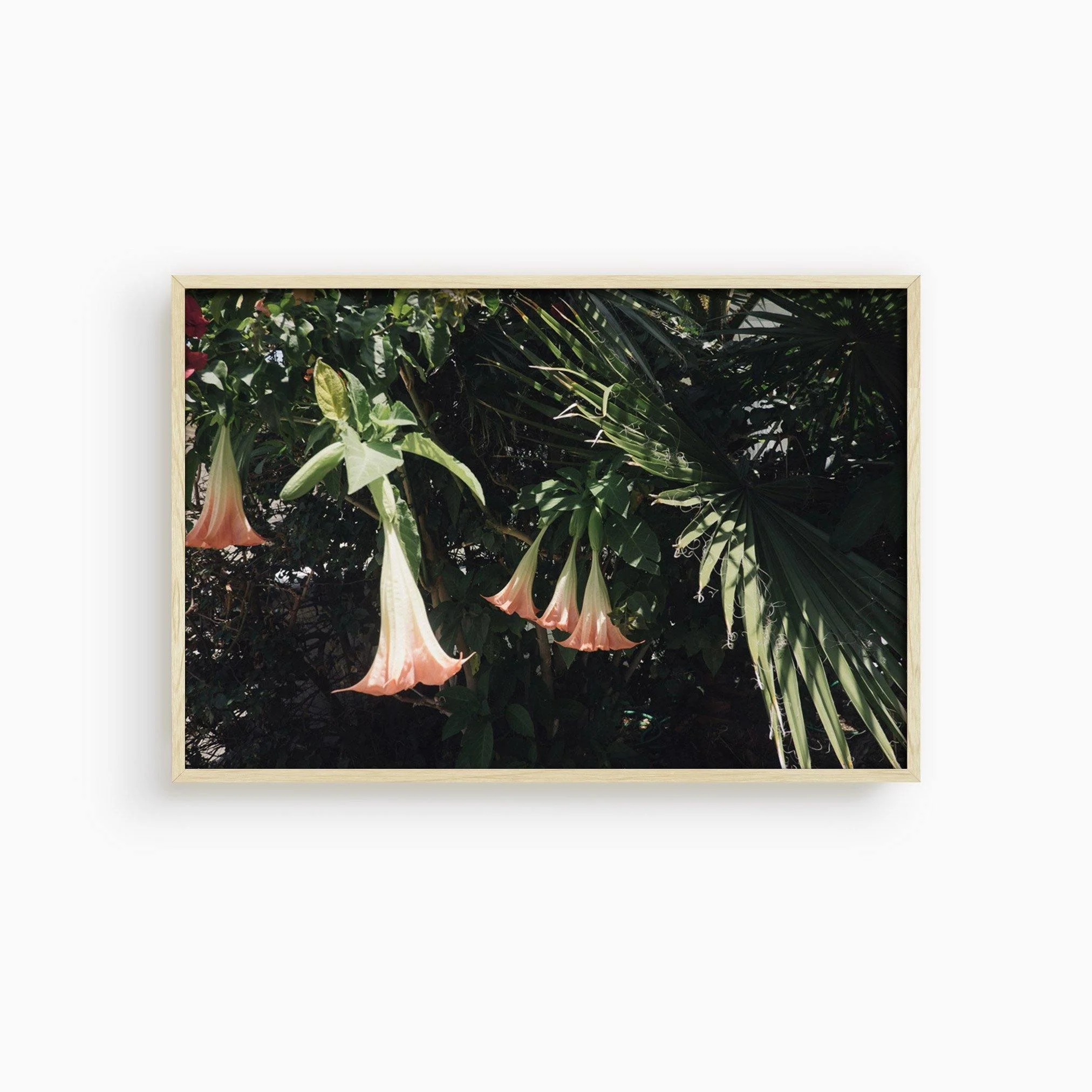 Datura Flowers - Image 20