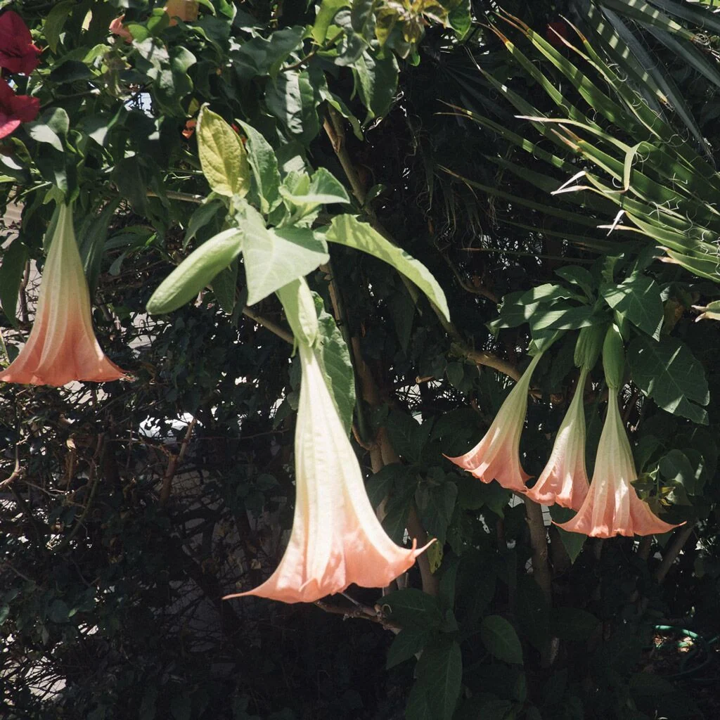 Datura Flowers - Image 3