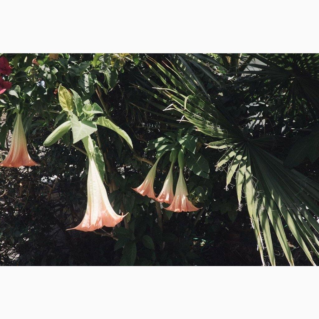 Datura Flowers - Image 4