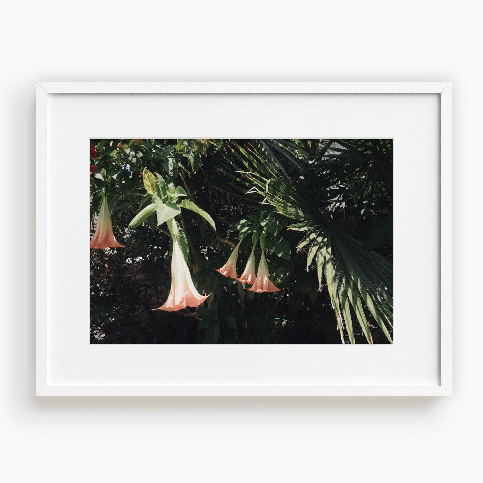 Datura Flowers - Image 5