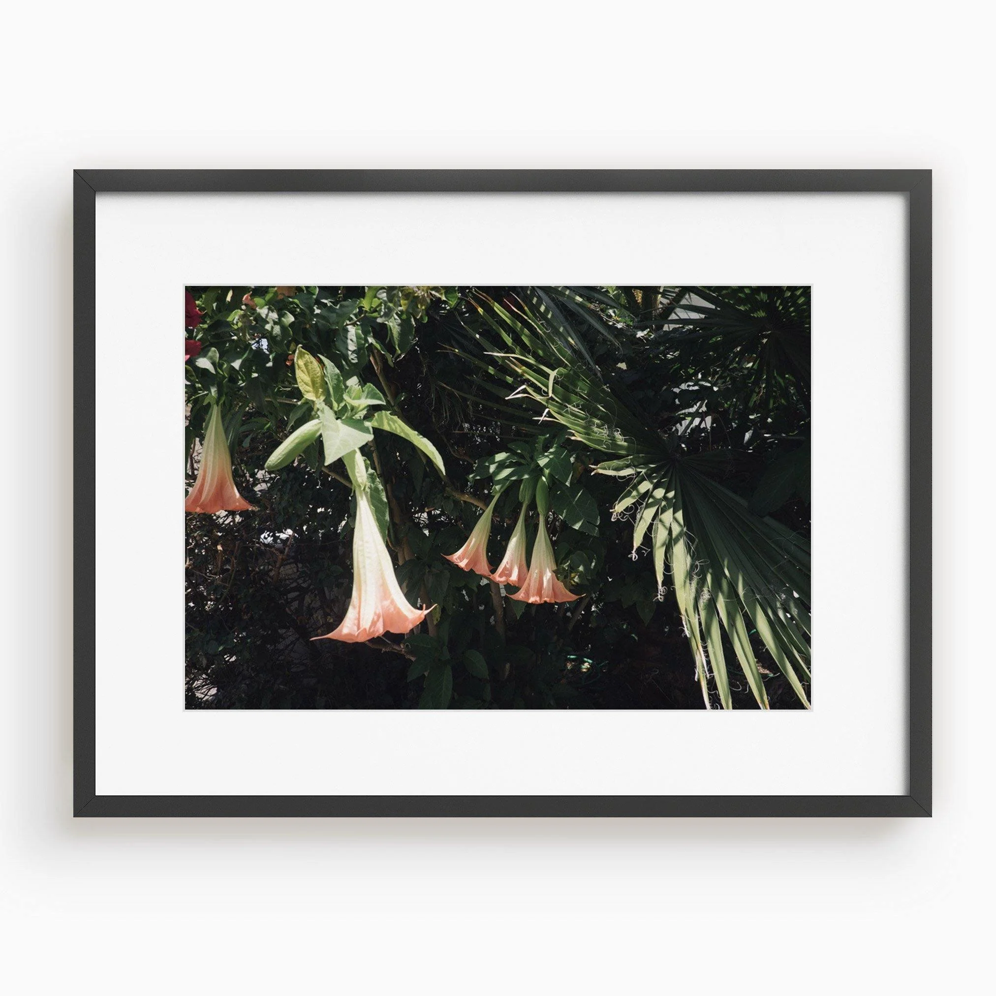Datura Flowers - Image 7