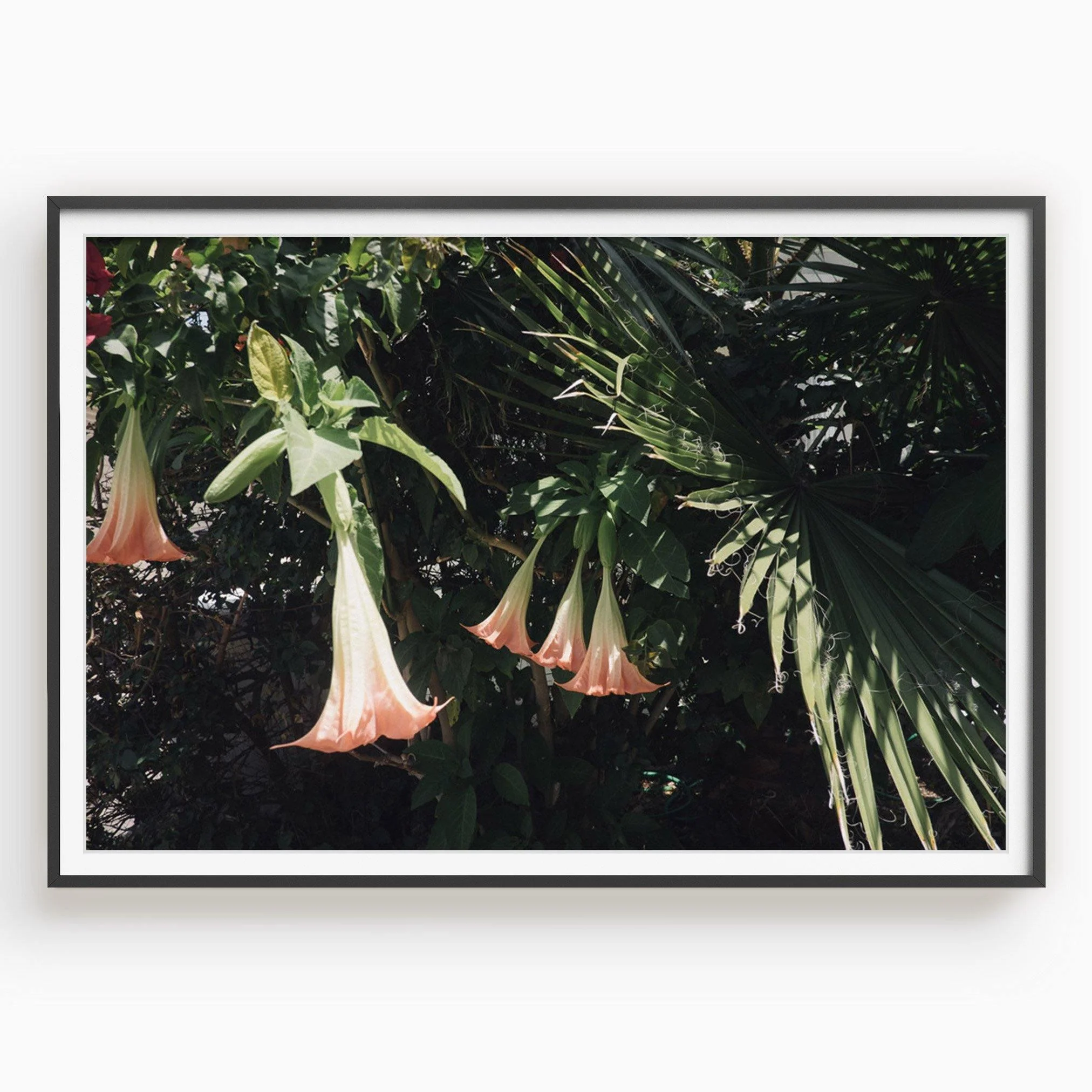 Datura Flowers - Image 9