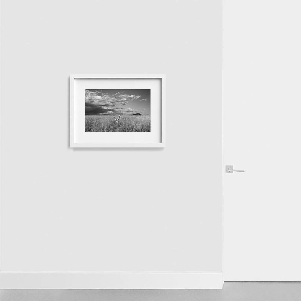 Field - Image 5
