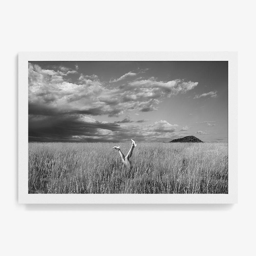 Field - Image 8