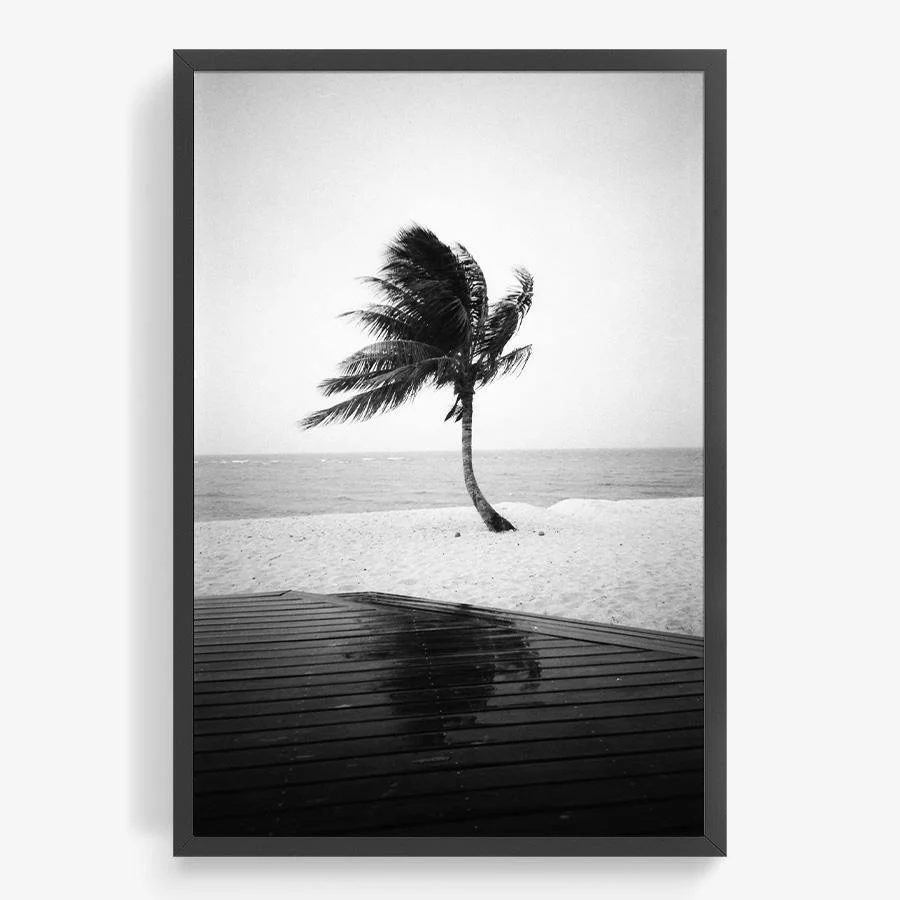 Fiji Palm - Image 17