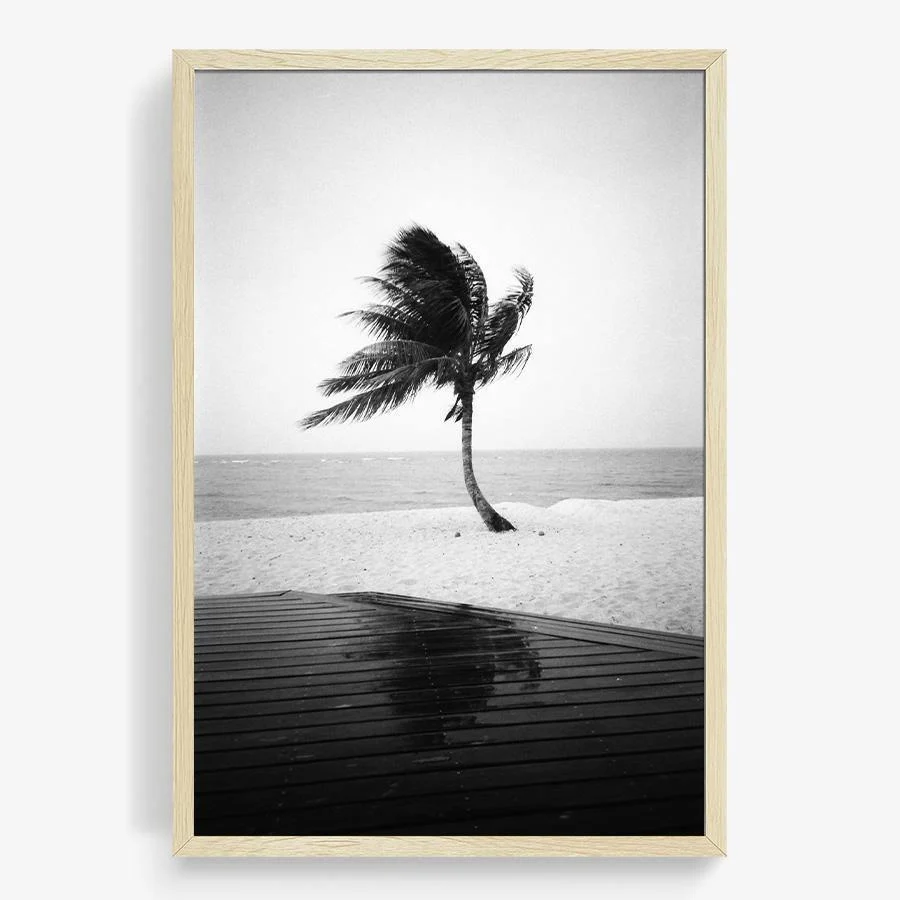Fiji Palm - Image 19