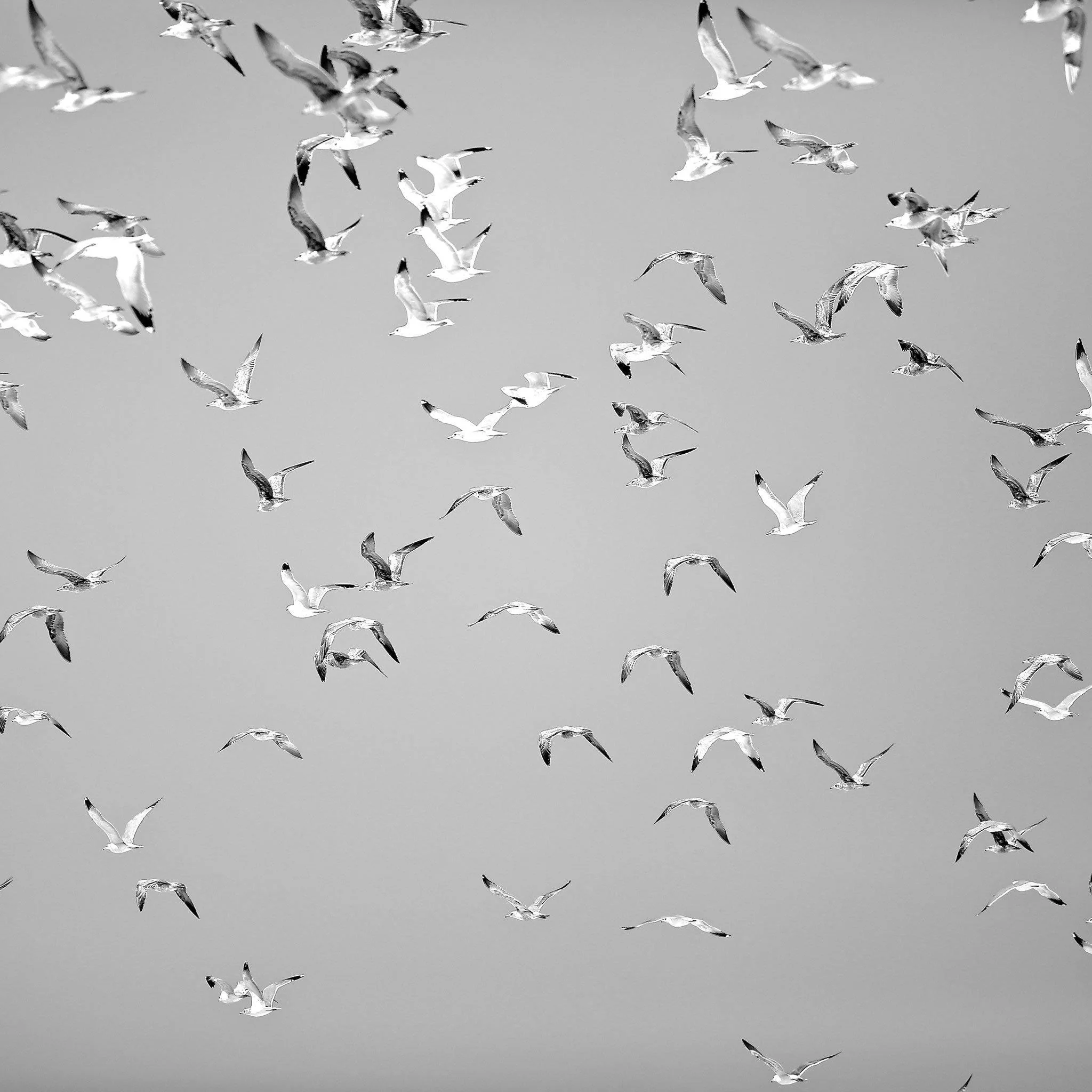 Going Home - Image 3